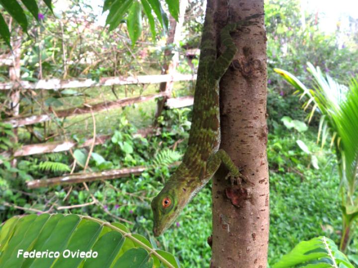 Anolis biporcatus (Abaniquillo verde)