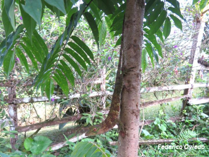 Anolis biporcatus (Abaniquillo verde)