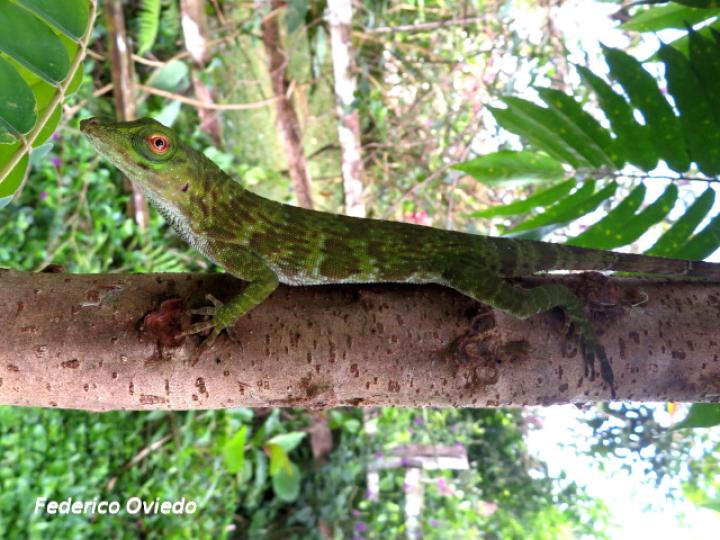 Anolis biporcatus (Abaniquillo verde)