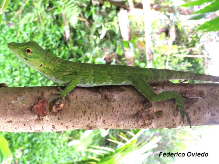 Anolis biporcatus (Abaniquillo verde)