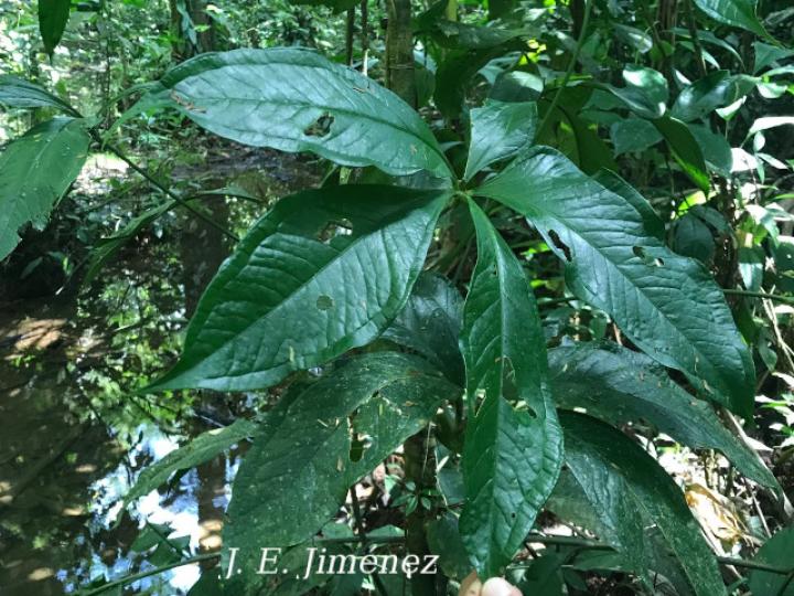 Anthurium pentaphyllum