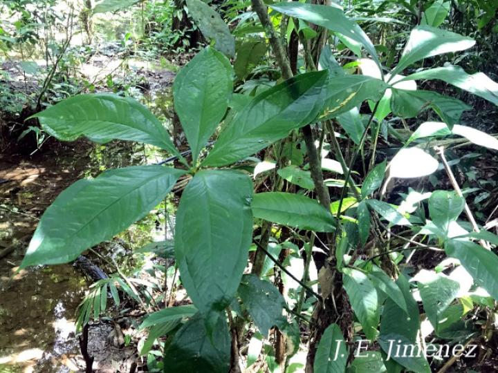 Anthurium pentaphyllum