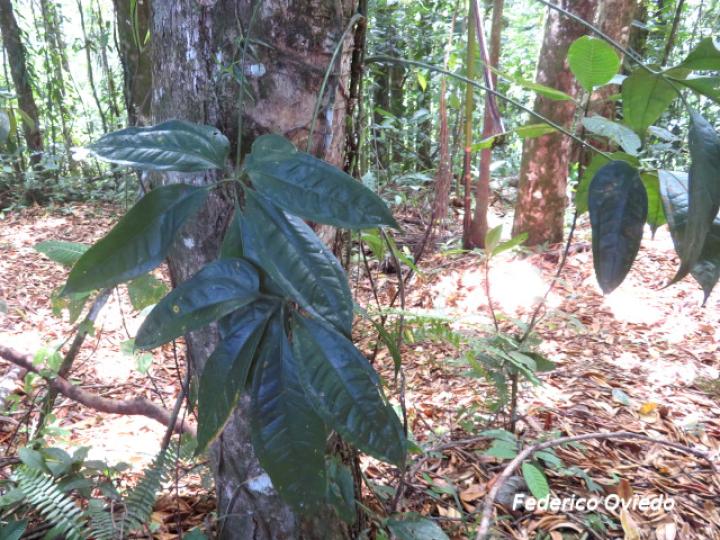 Anthurium pentaphyllum
