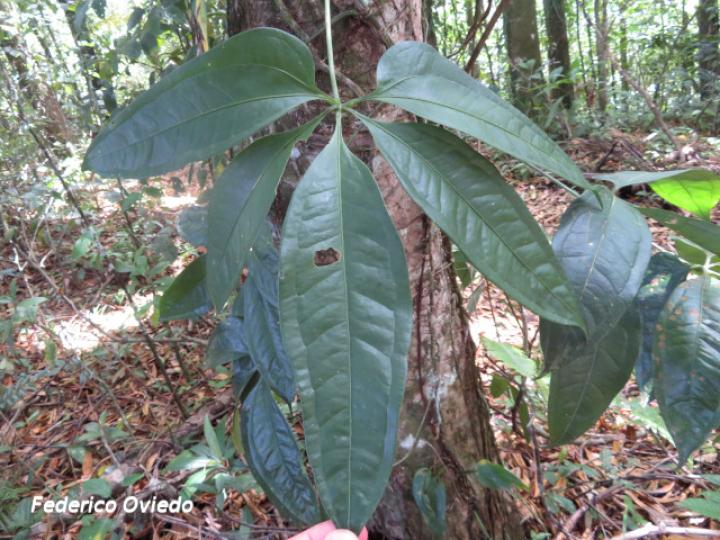 Anthurium pentaphyllum