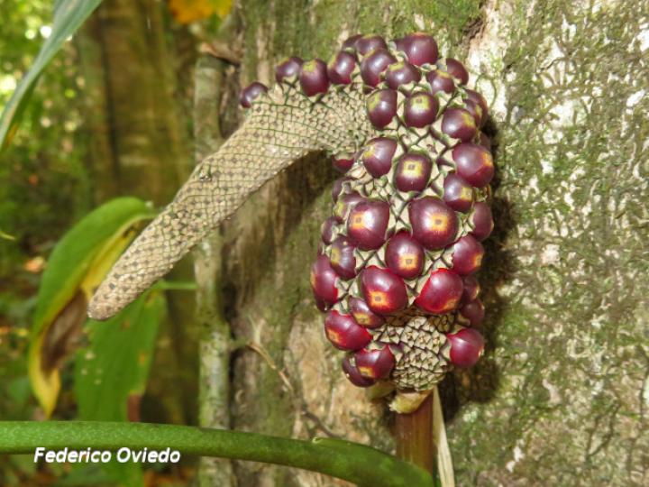 Anthurium pentaphyllum