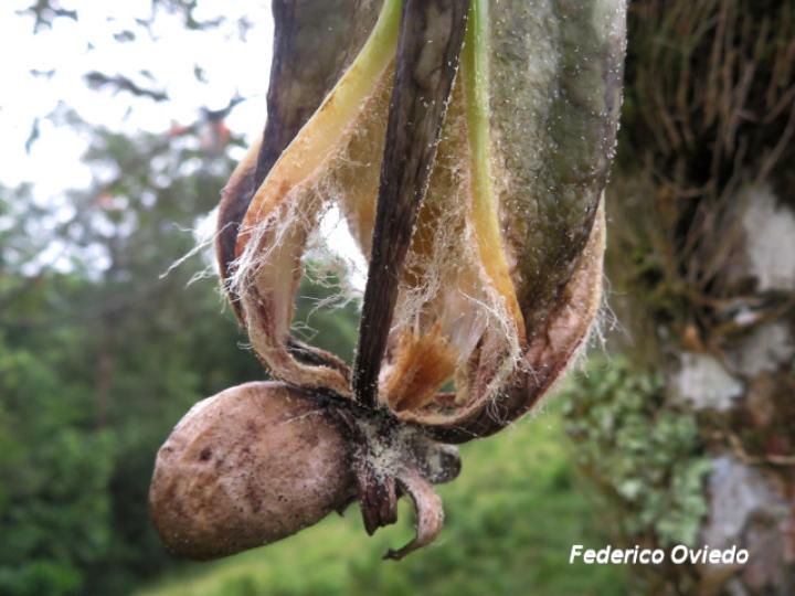 Catasetum maculatum (Torito, Zapatico)