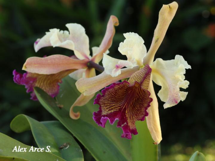 Cattleya dowiana (Guaria Turrialba)
