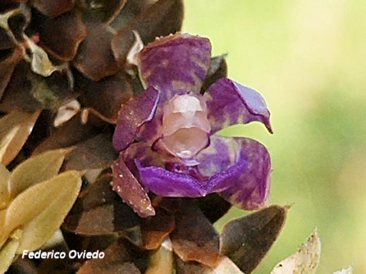 Dichaea costaricensis