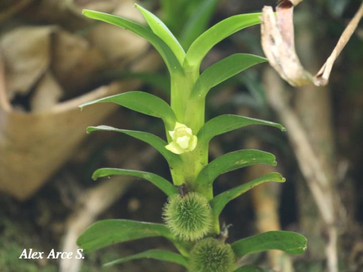 Dichaea fragrantissima subsp. Eburnea