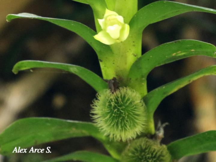 Dichaea fragrantissima subsp. Eburnea
