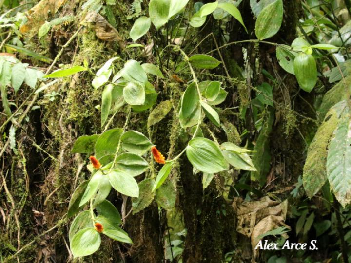 Elleanthus hymenophorus