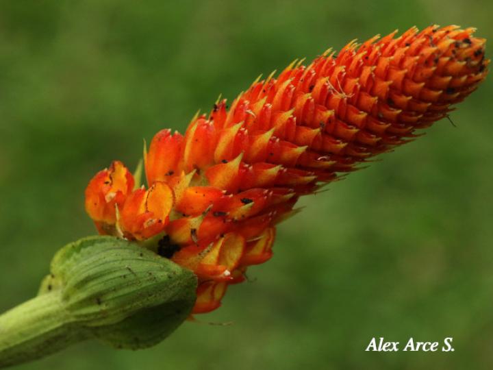Elleanthus hymenophorus