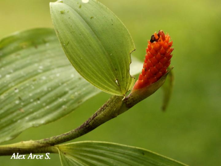 Elleanthus hymenophorus