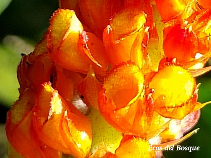 Elleanthus hymenophorus