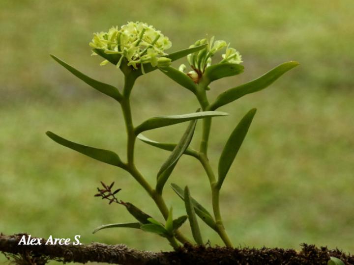 Epidendrum chlorocorymbos 
