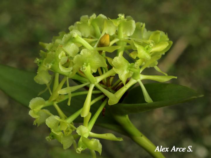 Epidendrum chlorocorymbos 