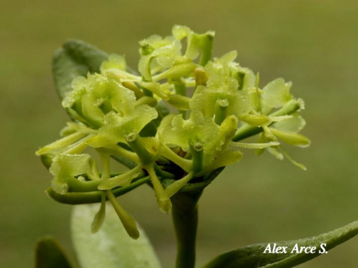 Epidendrum chlorocorymbos