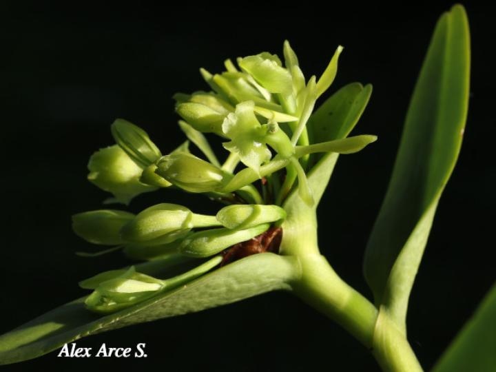 Epidendrum chlorocorymbos