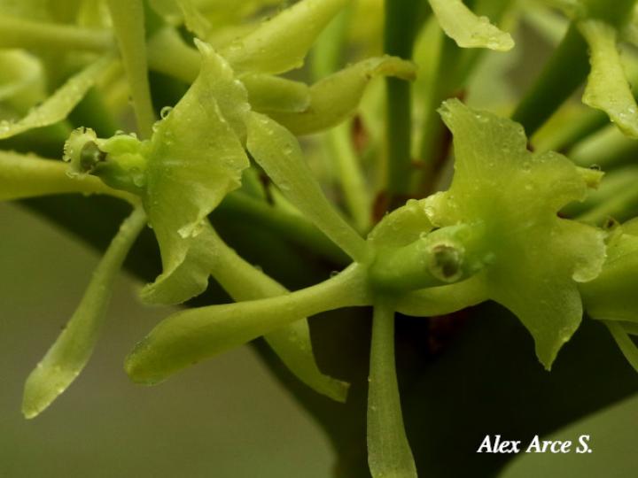 Epidendrum chlorocorymbos