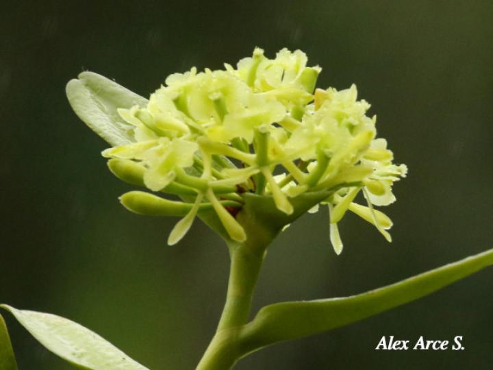 Epidendrum chlorocorymbos
