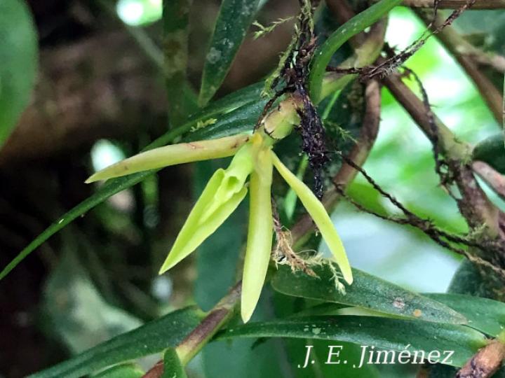 Epidendrum isomerum