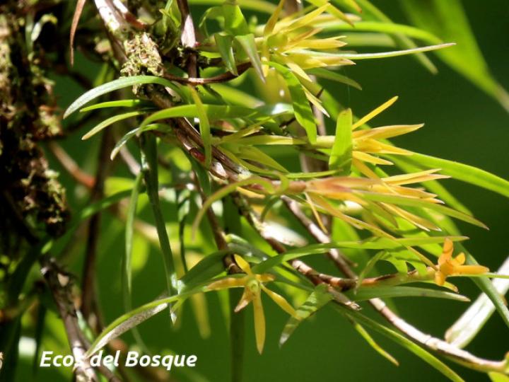 Epidendrum isomerum