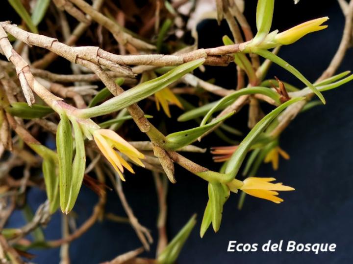 Epidendrum isomerum