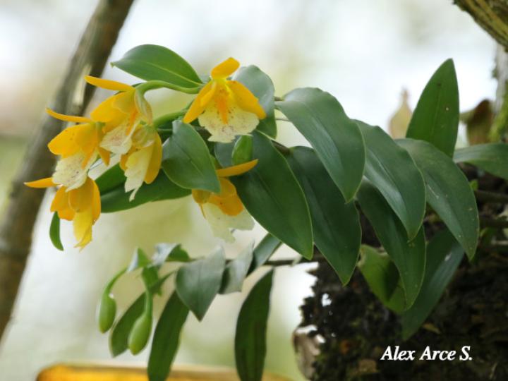 Epidendrum wallisii