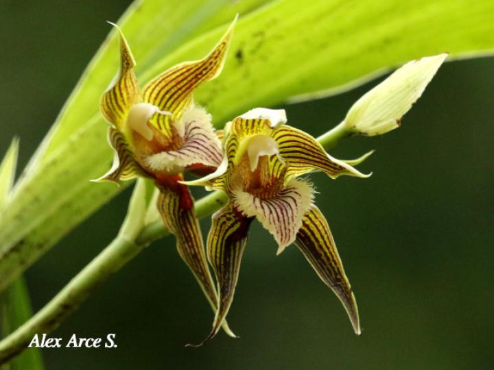 Galeottia grandiflora