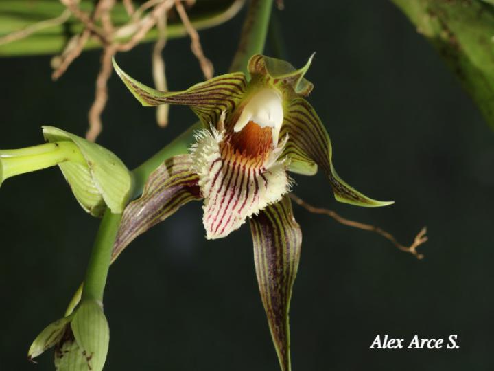 Galeottia grandiflora