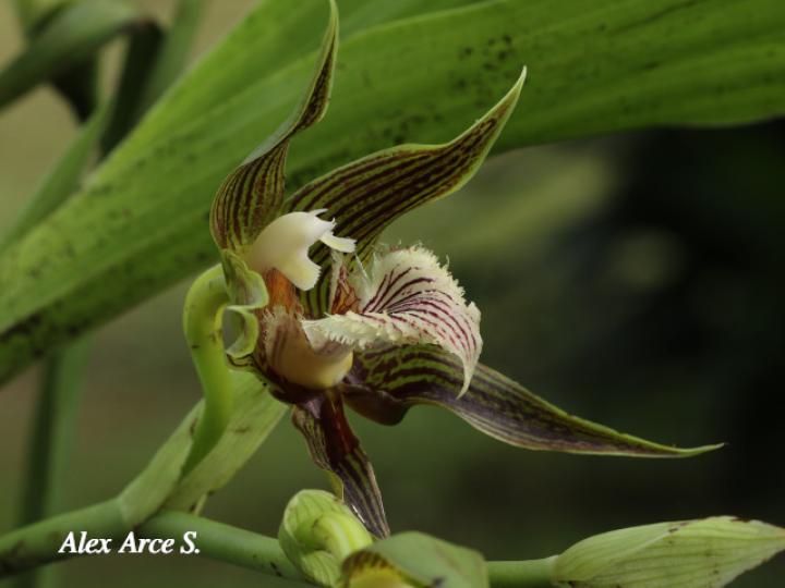 Galeottia grandiflora