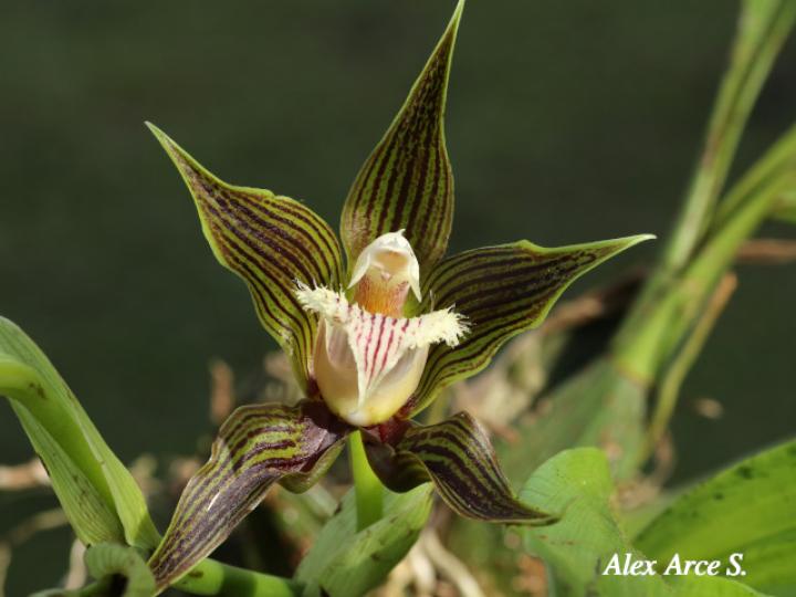 Galeottia grandiflora