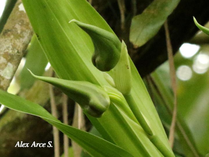 Galeottia grandiflora
