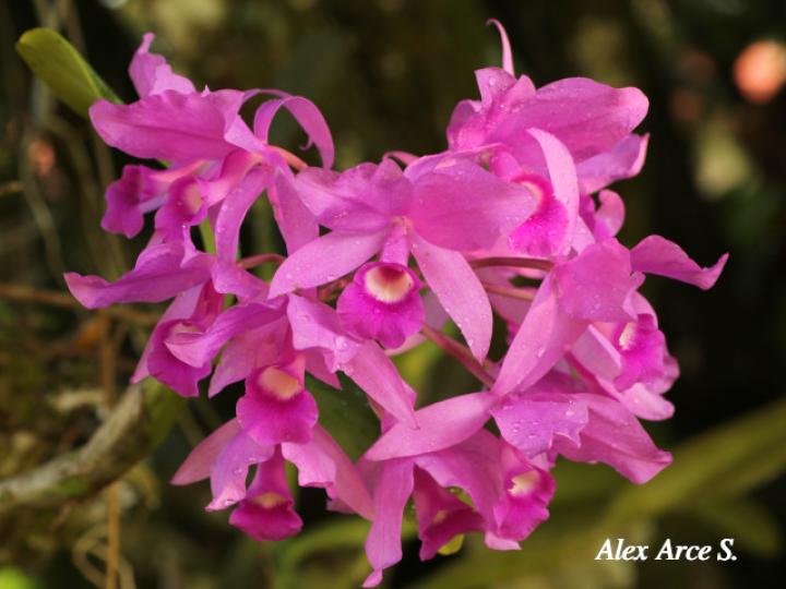 Guarianthe skinerii (Guaria morada, Candelaria)