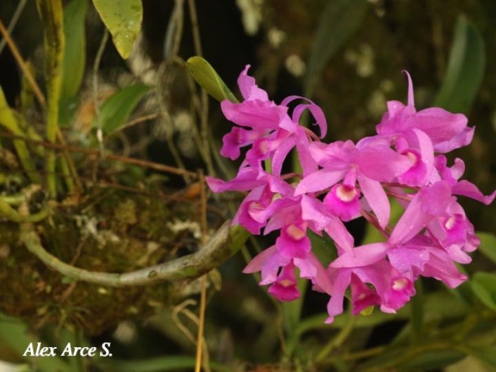 Guarianthe skinerii (Guaria morada, Candelaria)