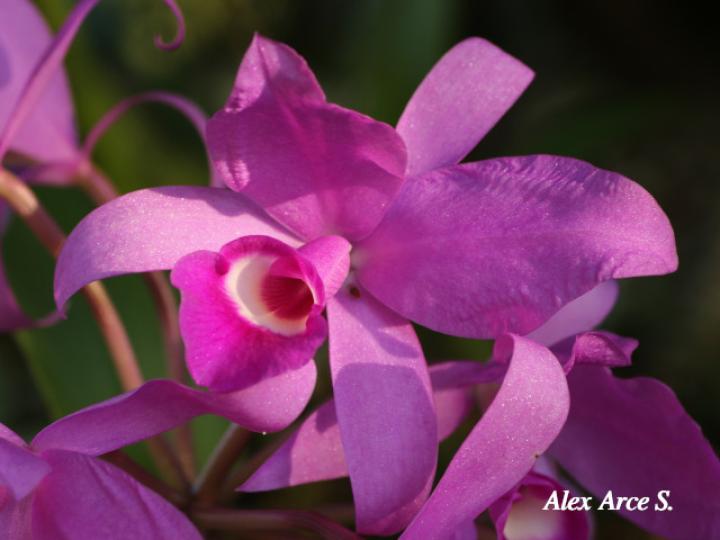 Guarianthe skinerii (Guaria morada, Candelaria)