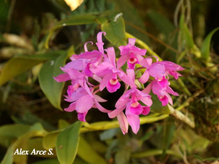 Guarianthe skinerii (Guaria morada, Candelaria)