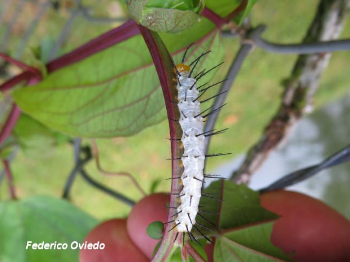 Heliconius hecale zuleika (Larva)