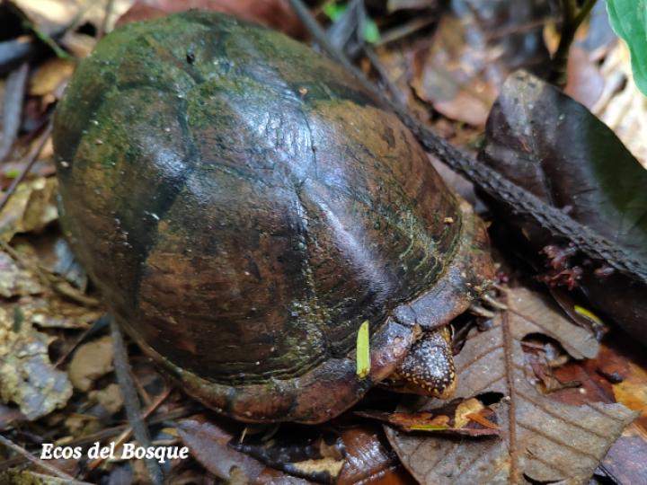 Kinosternon leucostomum (Tortuga de pantano de labios blancos)