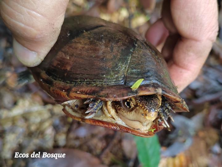 Kinosternon leucostomum (Tortuga de pantano de labios blancos)