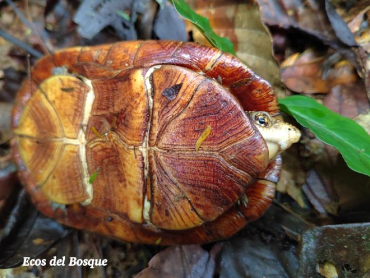 Kinosternon leucostomum (Tortuga de pantano de labios blancos)