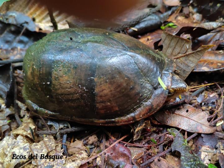 Kinosternon leucostomum (Tortuga de pantano de labios blancos)