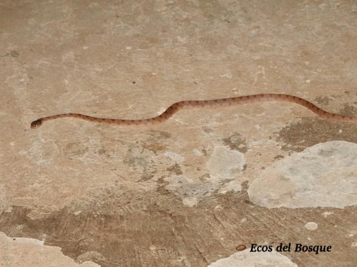 Leptodeira septentrionalis (Culebra ojo de gato norteña)