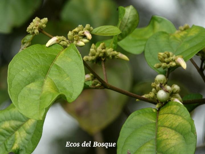 Lycianthes multiflora