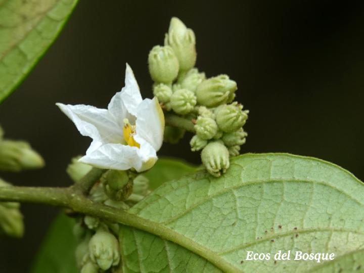 Lycianthes multiflora
