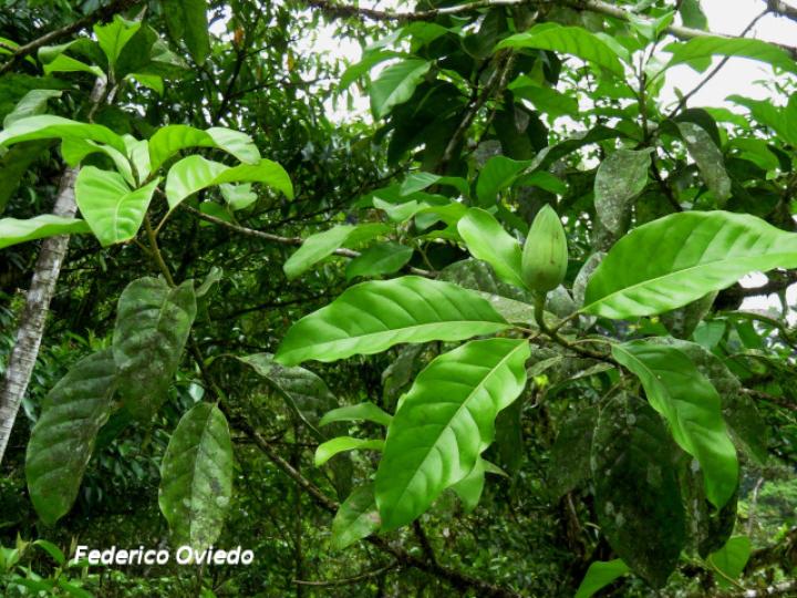 Magnolia gloriensis (Magnolia, Anonillo)
