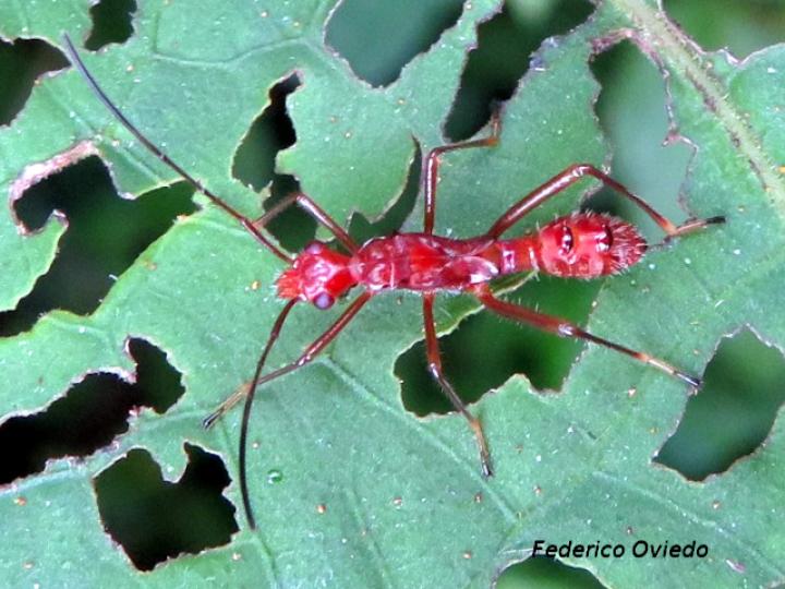 Megalotomus quinquespinosus (Chinche de cabeza ancha)