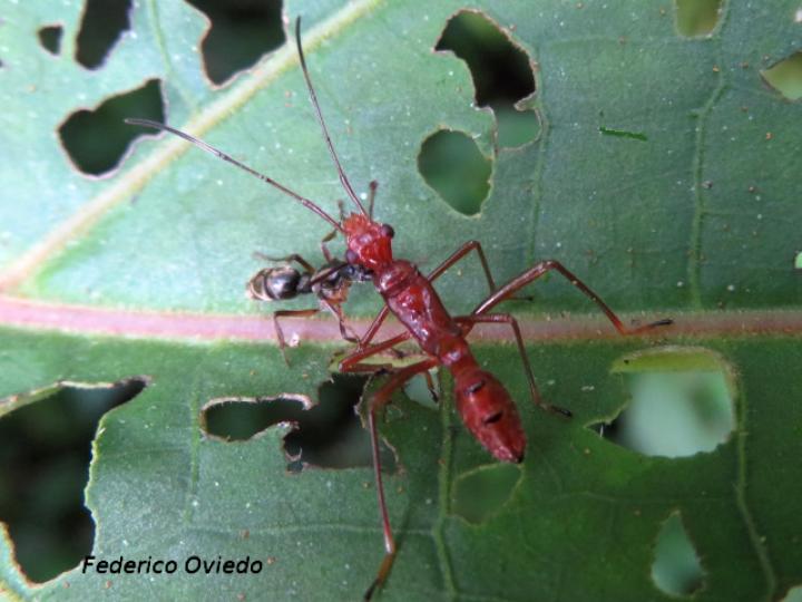 Megalotomus quinquespinosus (Chinche de cabeza ancha)