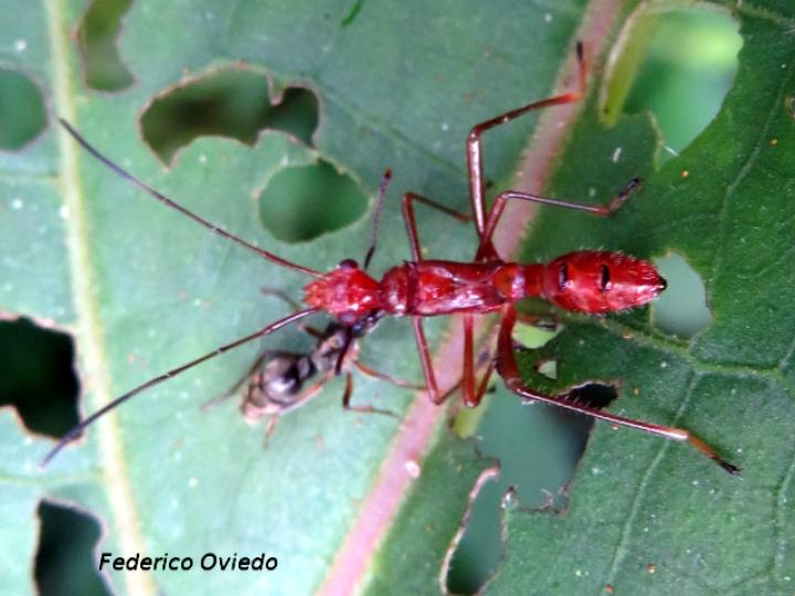 Megalotomus quinquespinosus (Chinche de cabeza ancha)