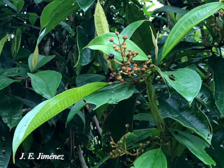 Miconia conorufescens